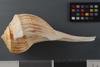Media type: image;   Malacology 194175 Description: Image of dry shell, LAT view. Photographed for a researcher request.;  Aspect: LAT